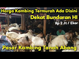 Pasar tanah abang atau pasar sabtu dibangun oleh yustinus vinck pada 30 agustus 1735. Harga Kambing Qurban Di Jantung Kota Jakarta Ternyata Lebih Murah Youtube