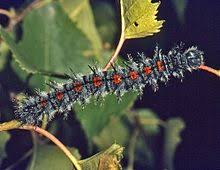We did not find results for: Nymphalis Antiopa Wikipedia