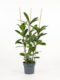 Image result for Ficus cyathistipula