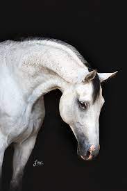 schimmel vor schwarzem hintergrund niedliche pferde pferd dressurpferde