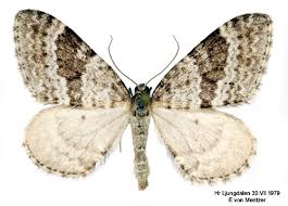 Image result for Entephria caesiata