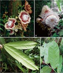 Image result for Lecythidaceae