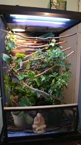 Ensure the best habitat for your chameleon without wasting money on readymade cages. 17 Diy Chameleon Cage Ideas Chameleon Cage Chameleon Chameleon Enclosure