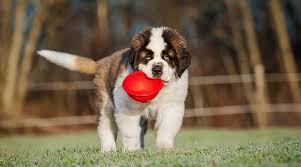 This puppy food for large breeds is amazing, and when it arrives, you might think it looks good enough to try yourself! Best Dog Foods For Giant Breed Puppies Ratings Reviews