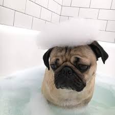 Doug The Pug Suivez Doug Dans Toutes Ses Mises En Scene Rigolotes Son Air Impassible Ajoute Une Touche Ironique A Toutes Les Publica Shenki Mopsa Shenki Kotopes