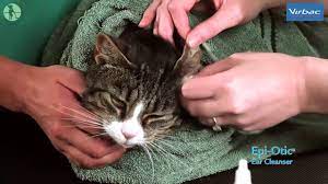 All you need for cleaning you cat's ears are tepid water and several cotton balls or pieces of gauze. How To Clean Your Cat S Ears Youtube