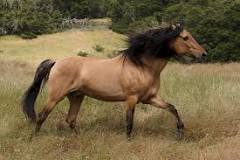 what-type-of-horse-is-spirit
