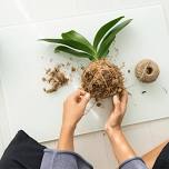 Plant n Plonk | Kokedama Workshop, High Tea & Bubbles