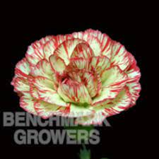 Mini Carnation Tiger Mini Carnations Flower Guide Carnations