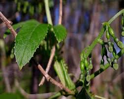 Image result for Cayaponia