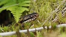 Kopparödla (anguis fragilis) är fridlyst enligt 6 § i hela landet. Vipera Berus Wikipedia