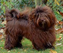 Find havanese puppies that are ready to take home immediately or will be available shortly from some of the top breeders in the country. Carita Havanese Havanese Havanese Puppies Chocolate Havanese Red Havanese Virginia And Mid Atlantic Carita Havanese Havanese Havanese Puppies Chocolate Havanese Red Havanese Virginia And Mid Atlantic