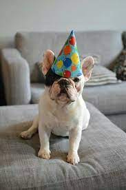 Manny The French Bulldog Animal Birthday French Bulldog Cute Animals