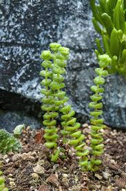 Image result for Crassula alticola