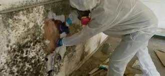 Maybe you would like to learn more about one of these? Mold Removal Sharjah Mold Remediation Sharjah