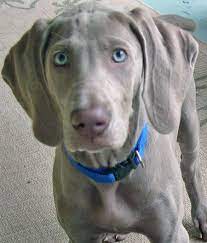 Bonnie Blue And Butler The Weimaraners Weimaraner Dog Love Blue Weimaraner