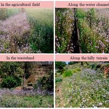 Image result for Sphaeranthus flexuosus