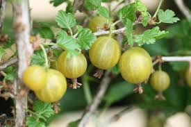 Anders als vermutet, lag es nicht an der mühsamen ernte. Stachelbeeren Pflanzen Pflegen So Geht Es Native Plants