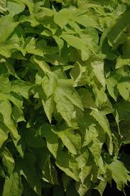 The tubers look like regular sweet potatoes. Bright Ideas Lime Sweet Potato Vine Ipomoea Batatas Bright Ideas Lime In Regina Saskatchewan Sk At Dutch Growers Garden Centre