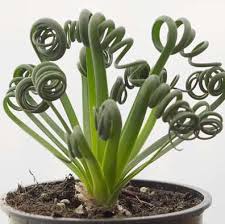 Image result for Albuca sp. no. 1