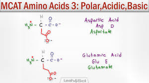 Polar Acidic And Basic Amino Acids