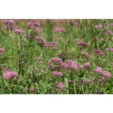 Image result for Asclepias graminifolia