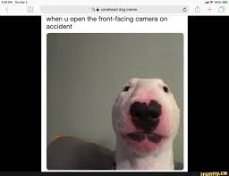 Q A Conehead Dog Meme When U Open The Front Facing Camera On Accident Ifunny In 2020 Dog Memes Memes Dogs
