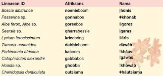In this article, we break down ins. Roots And Words Khoekhoe Branch Languages Of The Khoe