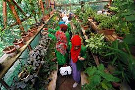 Menggali Potensi Tanaman Obat Dari Pegunungan Meratus