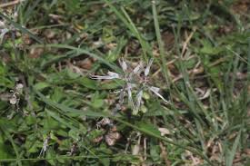 Image result for Ocimum filamentosum