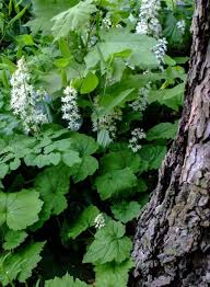 Image result for Triceratella