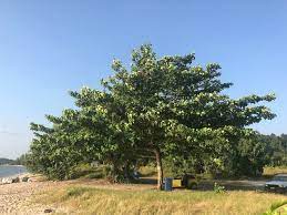 新 马草药自然医学 大叶榄仁树功效与作用 manfaat ketapang terminalia catappa he plants