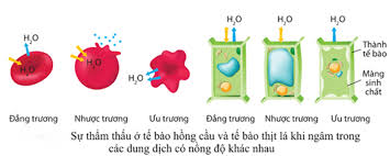 Hiện tượng thẩm thấu là gì? Vai trò trong đời sống