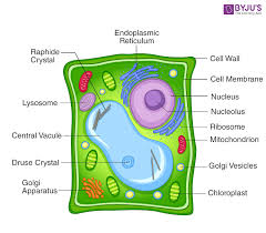 Plant cells contain many organelles such as ribosomes, the nucleus, the plasma membrane, the cell wall, mitochondria, and chloroplasts. Illustrate Only A Plant Cell As Seen Under An Electron Microscope How Is It Different From An Animal Cell Biology Q A