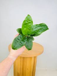 Image result for Palisota