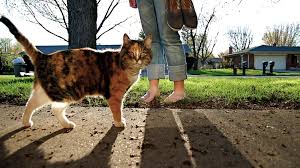 Is it a cold or allergies? Cat Allergies Top Ten Steps For Reducing Allergies To Cats