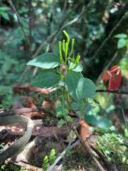 Image result for Peperomia fernandopoiana