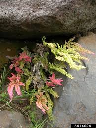 Image result for Adiantum hispidulum