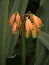 Image result for Amaryllidaceae