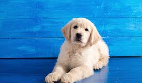 Golden retriever · rochester, ny. Miniature Golden Retriever Is The Comfort Retriever The Dog For You Perfect Dog Breeds