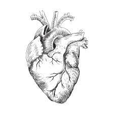 Here is a page out of a vintage anatomy book. Anatomical Heart Black And White Illustration Stock Vector Illustration Of Vector Medicine 148216182