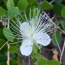 Image result for Capparis cartilaginea