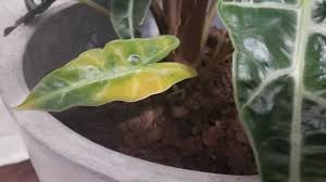 Maybe you would like to learn more about one of these? Alocasia Polly Turning Yellow Causes And How To Fix It Garden For Indoor