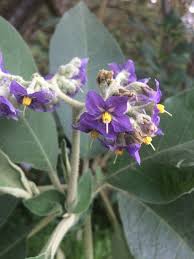 Image result for Solanum mauritianum