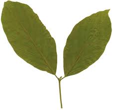 Image result for Lasiodiscus pervillei