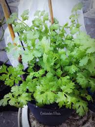 We did not find results for: Daun Ketumbar Kebunpedia