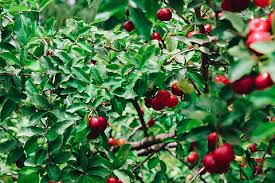 Pohon lohansung gunung dapat hidup hingga kurang lebih 600 tahun, dan cincin pertumbuhan yang ada pada batang utamanya memiliki bentuk bervariasi, tergantung pada suhu, wilayah. Halaman 125 Gratis Pohon Buah Merah Foto Piqsels