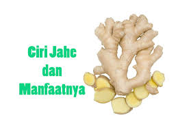 Kamu bisa lihat bentuknya yang mirip simbol hati terbelah saat merekah. 18 Ciri Jahe Dan Manfaatnya Secara Umum Dosenpertanian Com