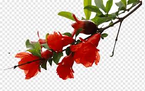 A shrub or small tree it is widely used for bonsai because of its flowers and for the unusual twisted bark the older specimens. Pomegranate Tree Png Images Pngwing