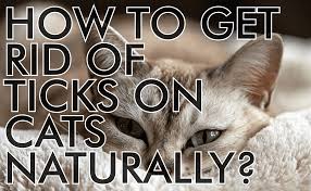 Use pepper spray or extracted oil from hottest peppers and spices to get rid of a stray cat. How To Get Rid Of Ticks On Cats Naturally Catwiki